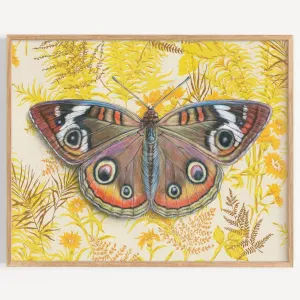 Buckeye Butterfly Illustration - Fine Art Print