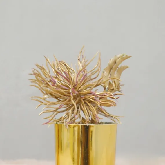 Golden Potted Air Plant