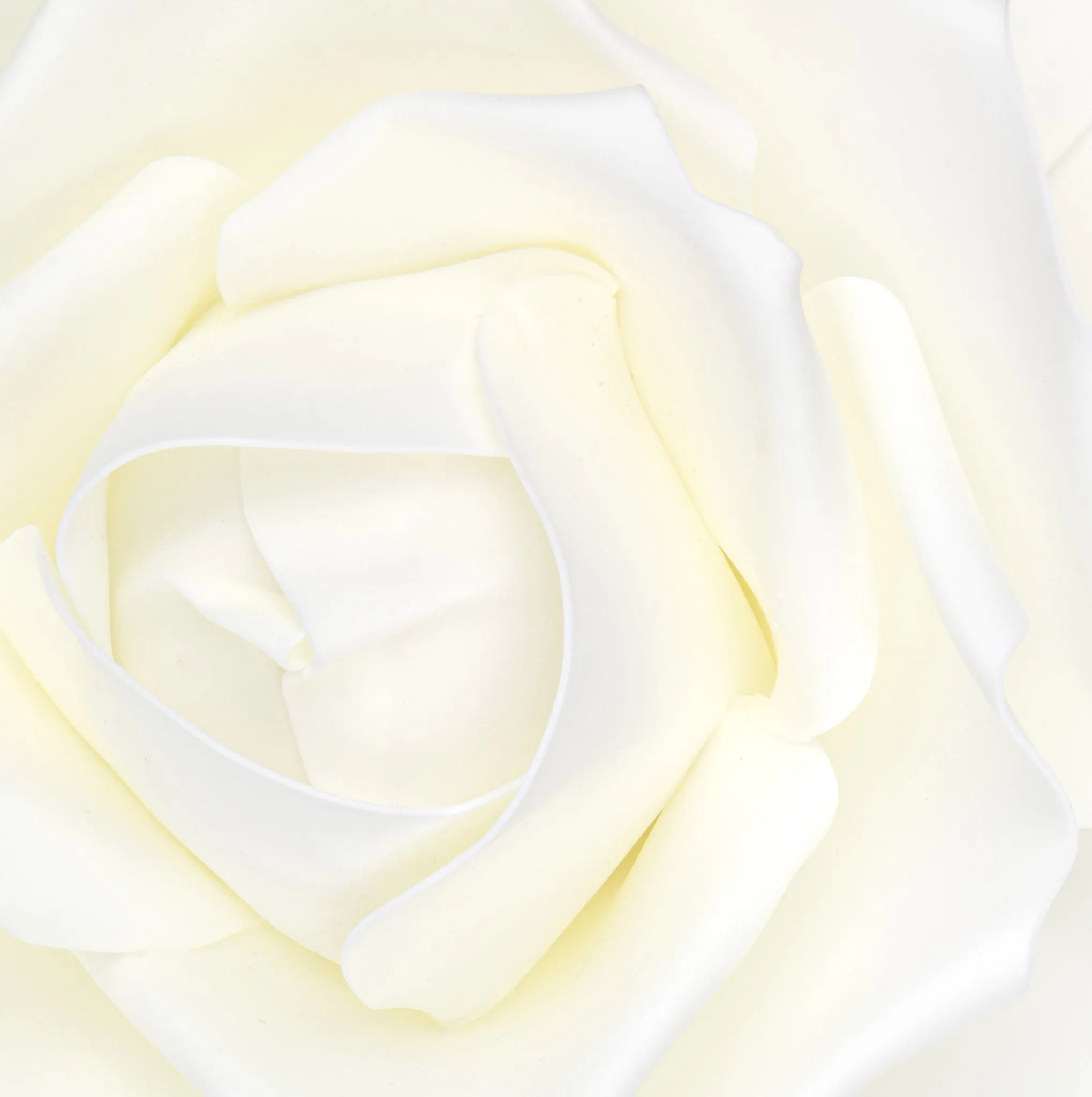 Large Foam Rose Wall  Decor 50 cm - Ivory