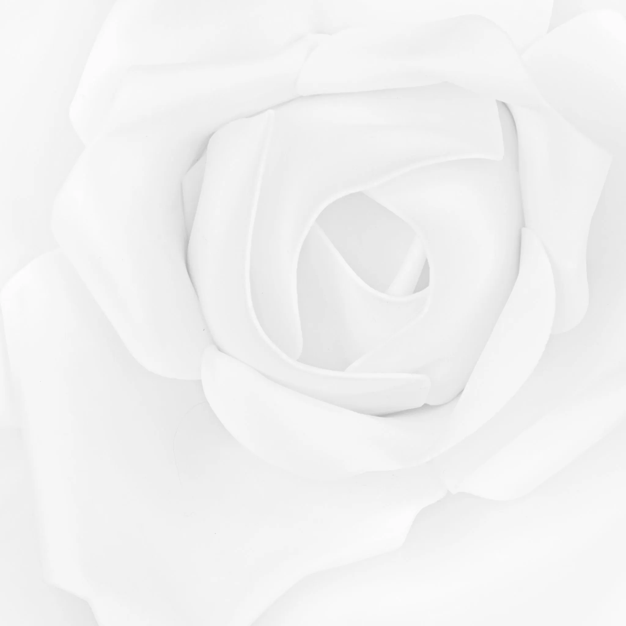 Large Foam Rose Wall  Decor 50 cm - White