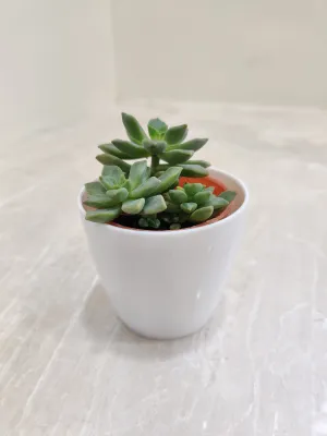 Resilient Succulent Plants For Corporate Gifting